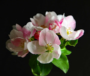 17th May 2024 - Crabapple Blooms