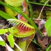 Venus FlyTrap