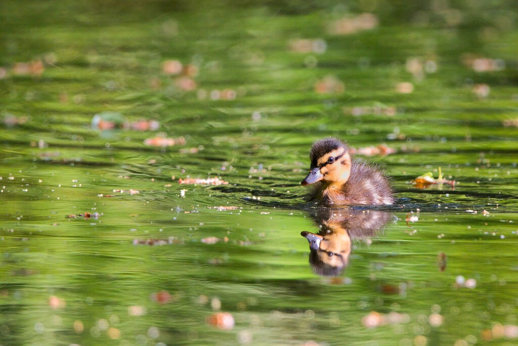 Duckling I by okvalle