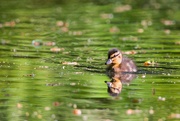 18th May 2024 - Duckling I