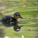 Duckling II by okvalle