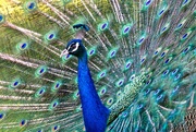 18th May 2024 - Peacock 