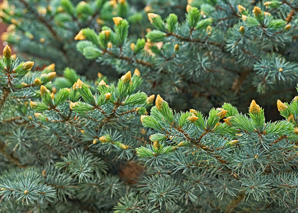The Blue Spruce Plans World Dominance by gardencat
