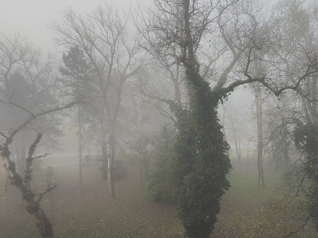 Misty  by rensala