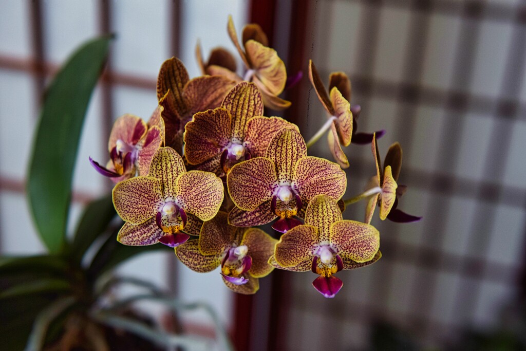 5 17 Side view of Orchids by sandlily