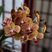 5 17 Side view of Orchids