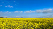 18th May 2024 - Portlethen Farmland