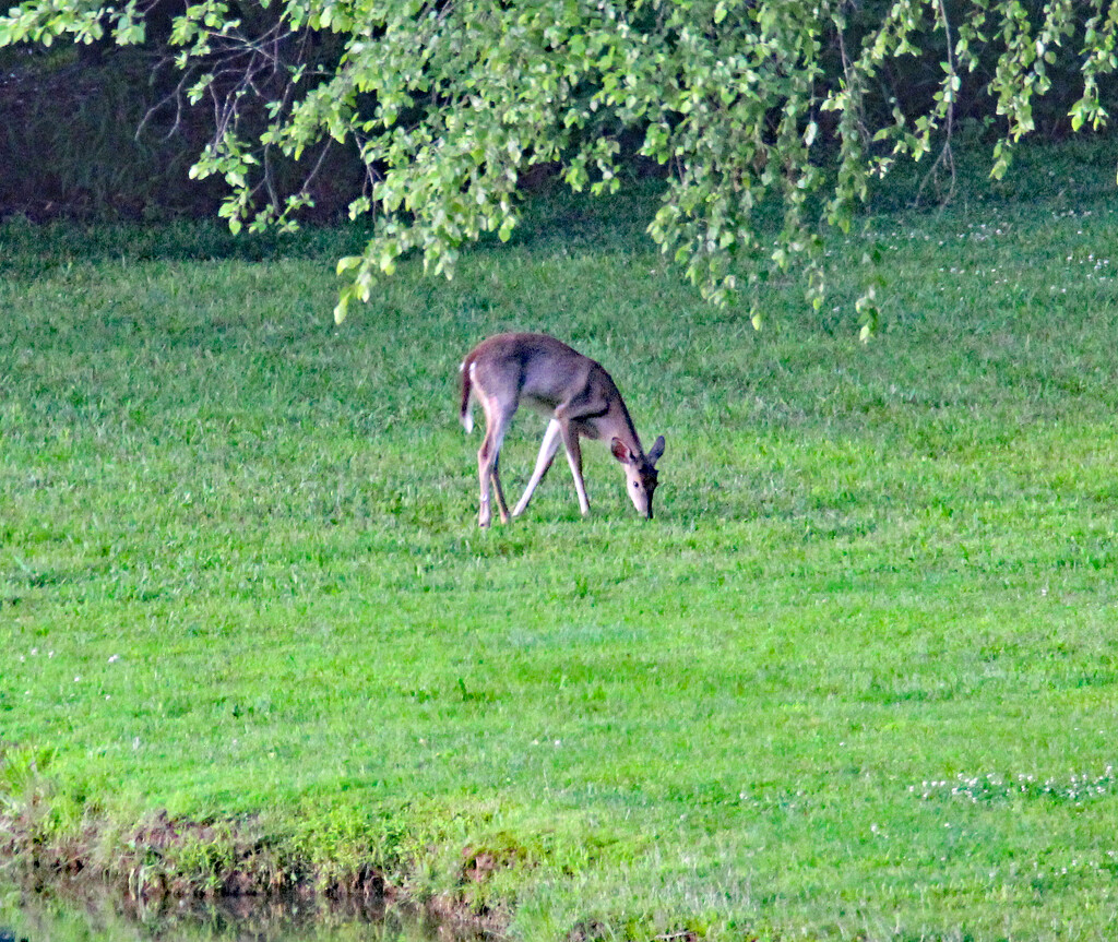 May 14 Deer Across Big Pond IMG_9528 by georgegailmcdowellcom