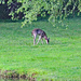 May 14 Deer Across Big Pond IMG_9528
