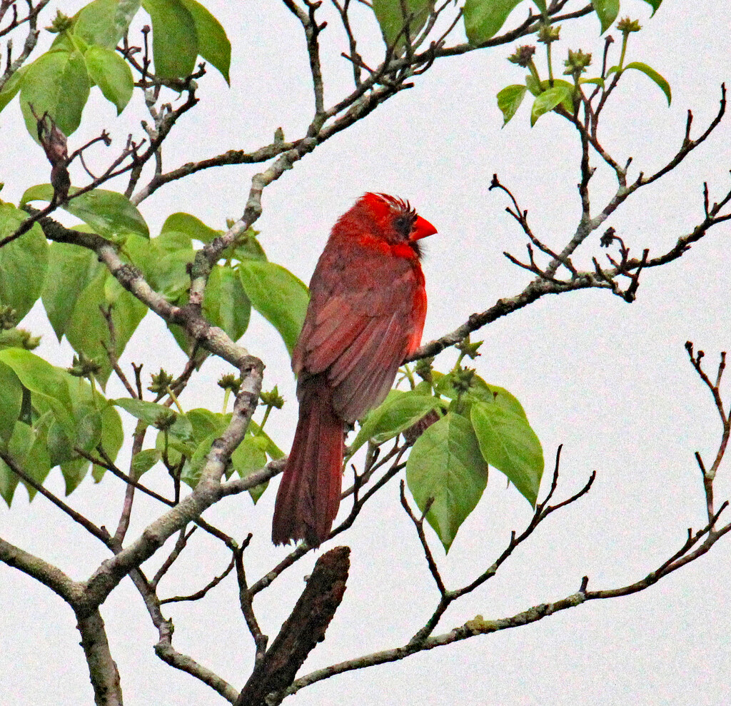 May 15 Cardinal Feather Detail IMG_9535AA by georgegailmcdowellcom