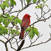 May 15 Cardinal Feather Detail IMG_9535AA by georgegailmcdowellcom