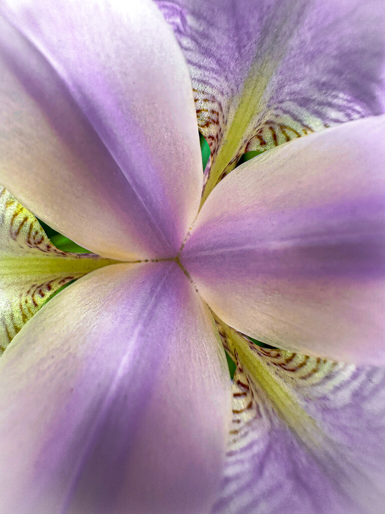 Iris Kaleidoscope  by jnewbio