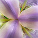 Iris Kaleidoscope 