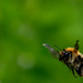 Flight of the bee