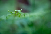 14th May 2024 - Spider on a Fern