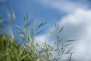 15th May 2024 - Grasses