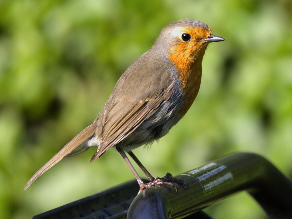 Robin on the mower handle.  by neil_ge