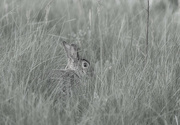 18th May 2024 - In the Tall Grass