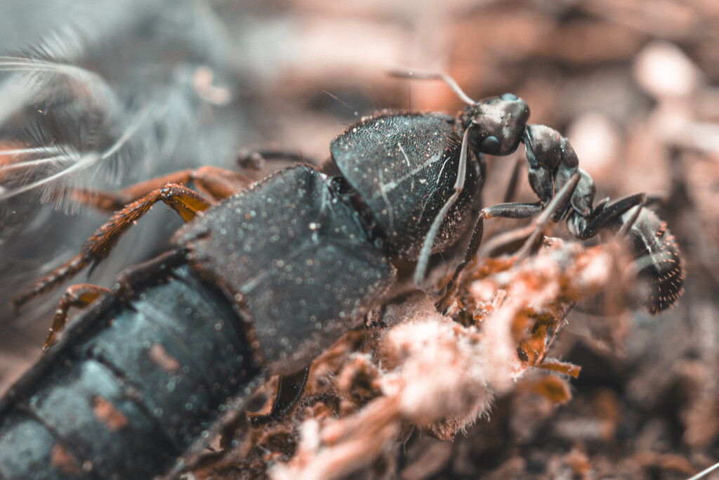 Ant Bringing in a Haul by aydyn
