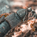 Ant Bringing in a Haul by aydyn