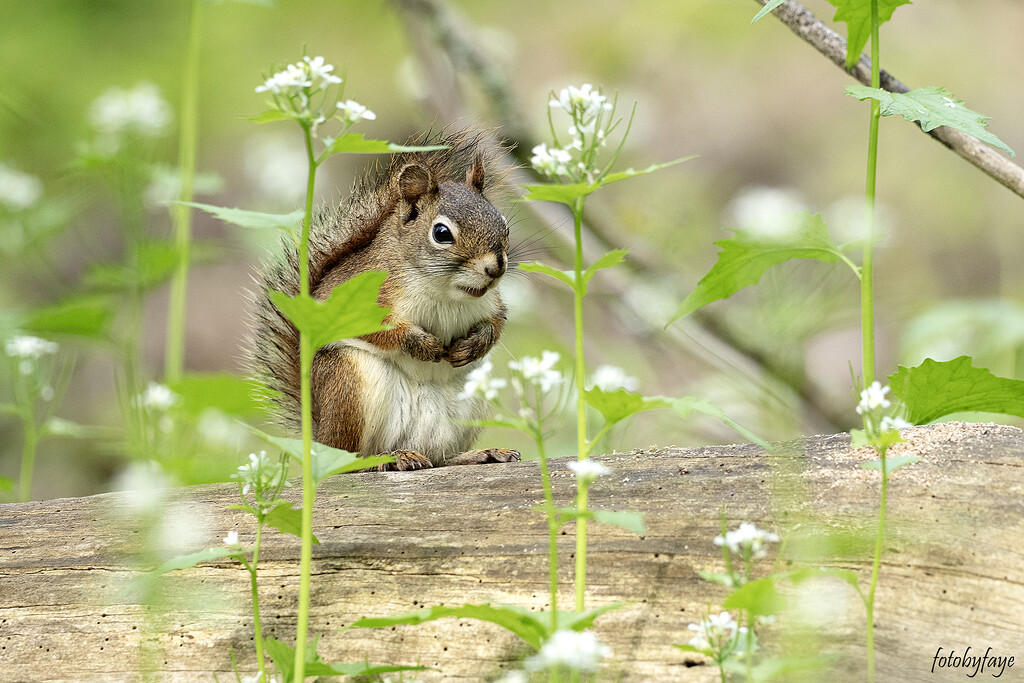 Little red squirrel by fayefaye