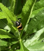 8th May 2024 - milkweed beetle