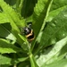 milkweed beetle