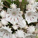 the mountain laurel is in bloom!