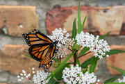 18th May 2024 - Monarch butterfly