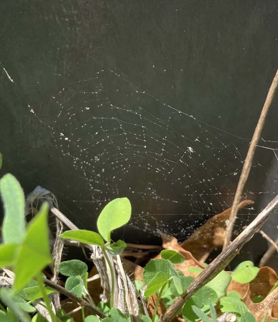 spiderweb  by wiesnerbeth