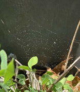 13th May 2024 - spiderweb 