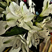 Lilies tall peppermint watercolor by larrysphotos