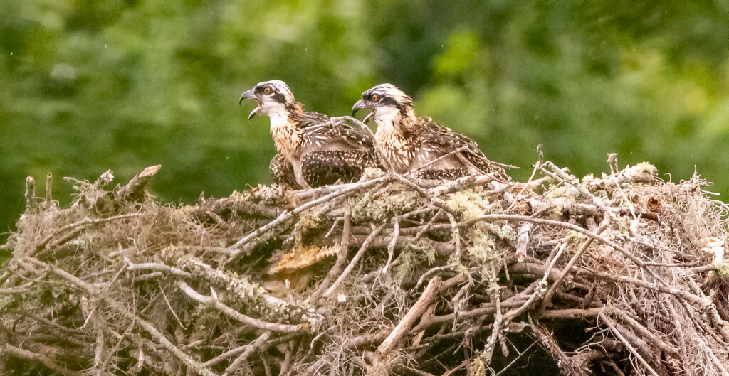 The Baby Osprey's Were Sounding Off! by rickster549