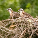 The Baby Osprey's Were Sounding Off!