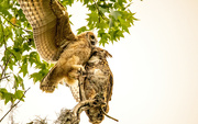 18th May 2024 - Mom and Baby Great Horned Owl!