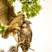 Mom and Baby Great Horned Owl! by rickster549
