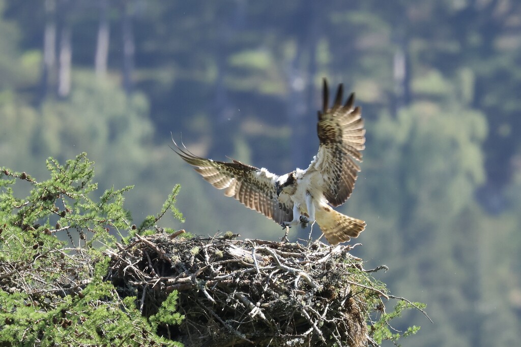 Checking on the Osprey by jamibann