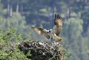 19th May 2024 - Checking on the Osprey