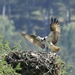 Checking on the Osprey