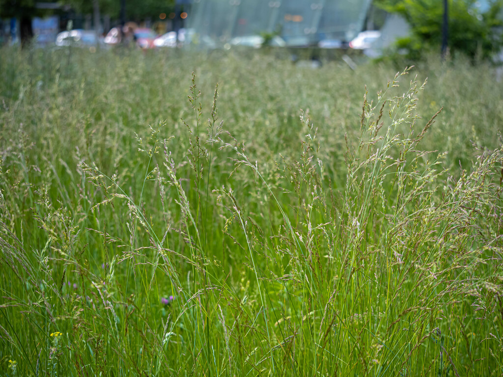 Unmowed lawn in the city center by haskar