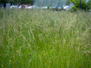 18th May 2024 - Unmowed lawn in the city center