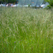 Unmowed lawn in the city center