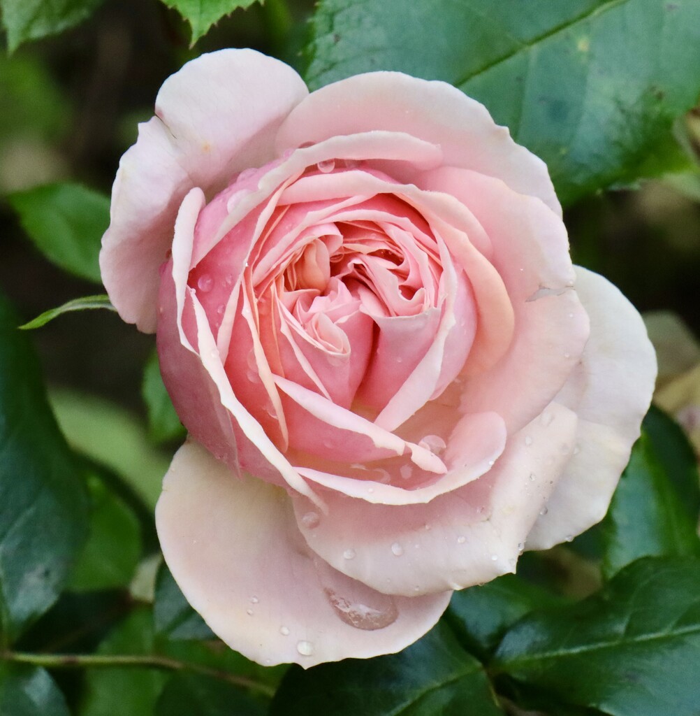 Pale Pink Rose  by jeremyccc