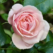 18th May 2024 - Pale Pink Rose 
