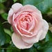 Pale Pink Rose 