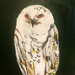 Owl (painting) by stuart46