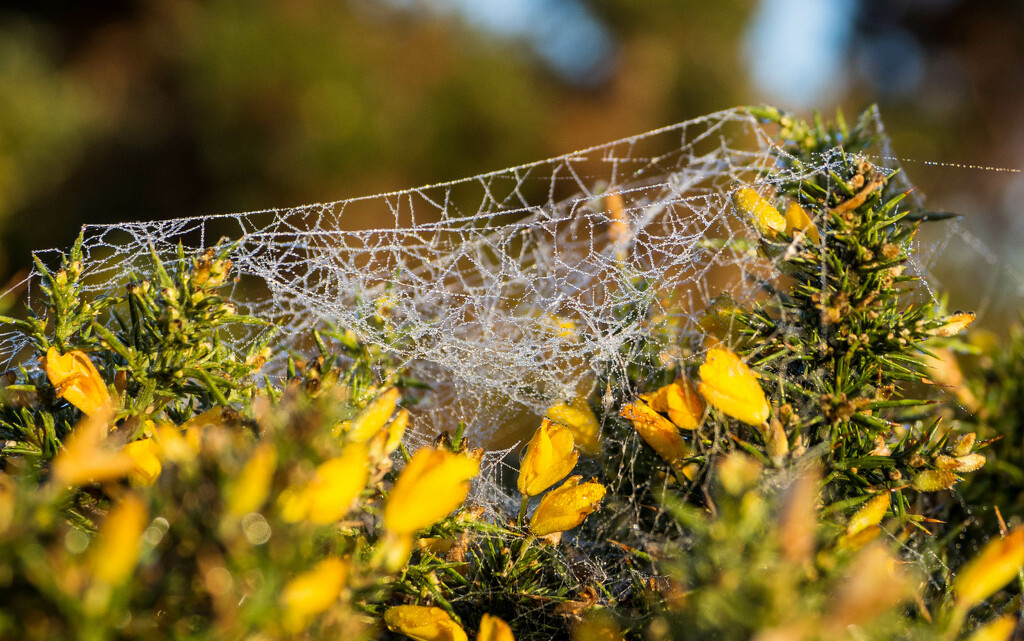 Morning dew by christinav