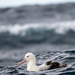 Albatross by yorkshirekiwi