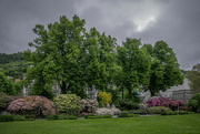 19th May 2024 - Fading rhododendrons