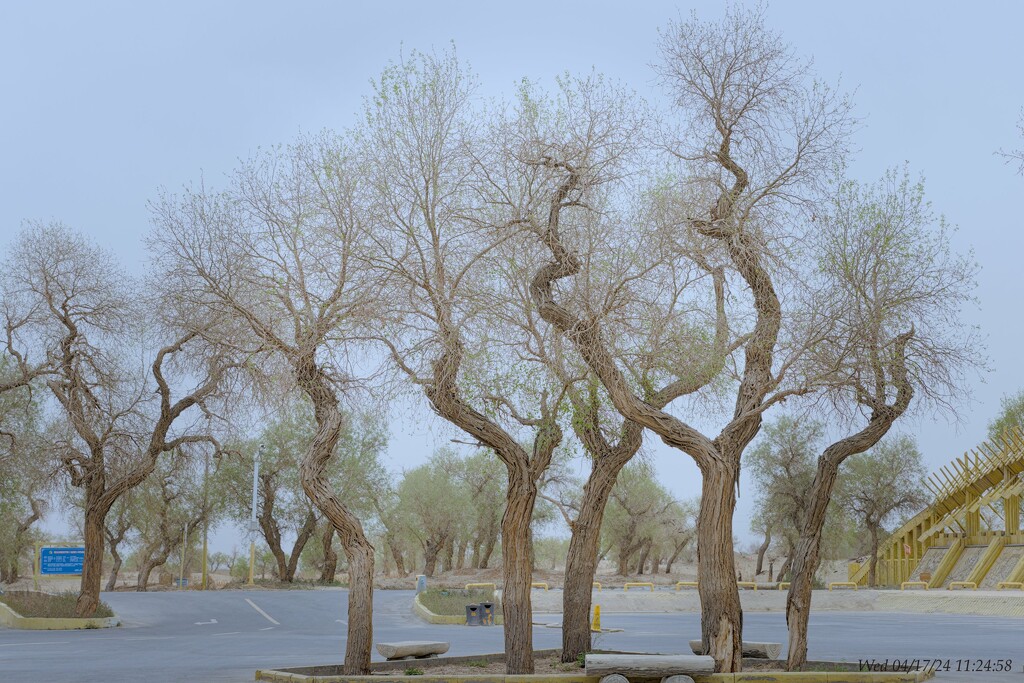 Populus Euphratica by wh2021